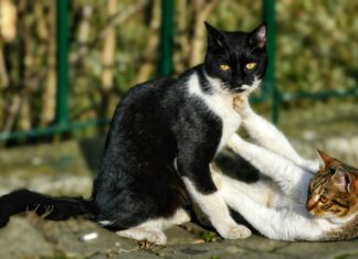 Pisicile fără stăpân din București au propria lor aplicație. Cum funcționează CatChat