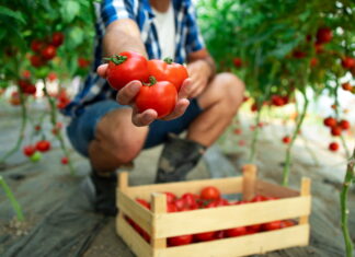 August, luna care decide cât mai produce solarul până în toamnă. Ce fac fermierii ca să evite pierderile de final de sezon